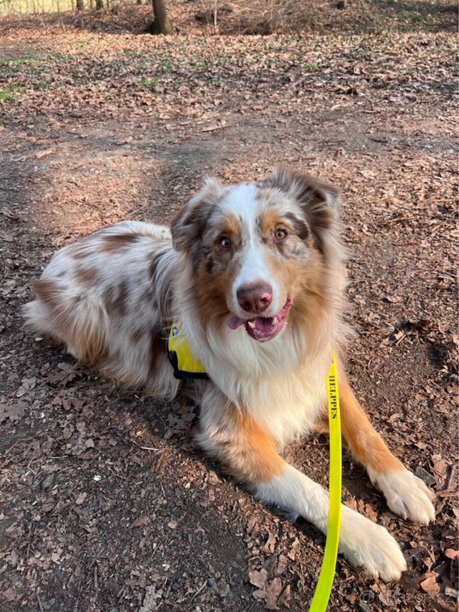 Australský ovčák bez PP - 5