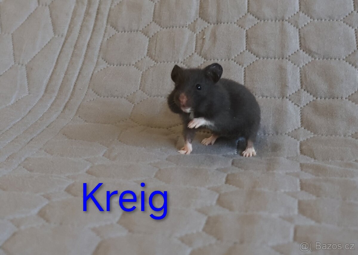 Křeček syrský s PP - vrh K - 5