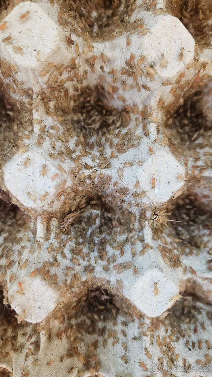 Nabízím krmný hmyz - octomilky 50kč - 5