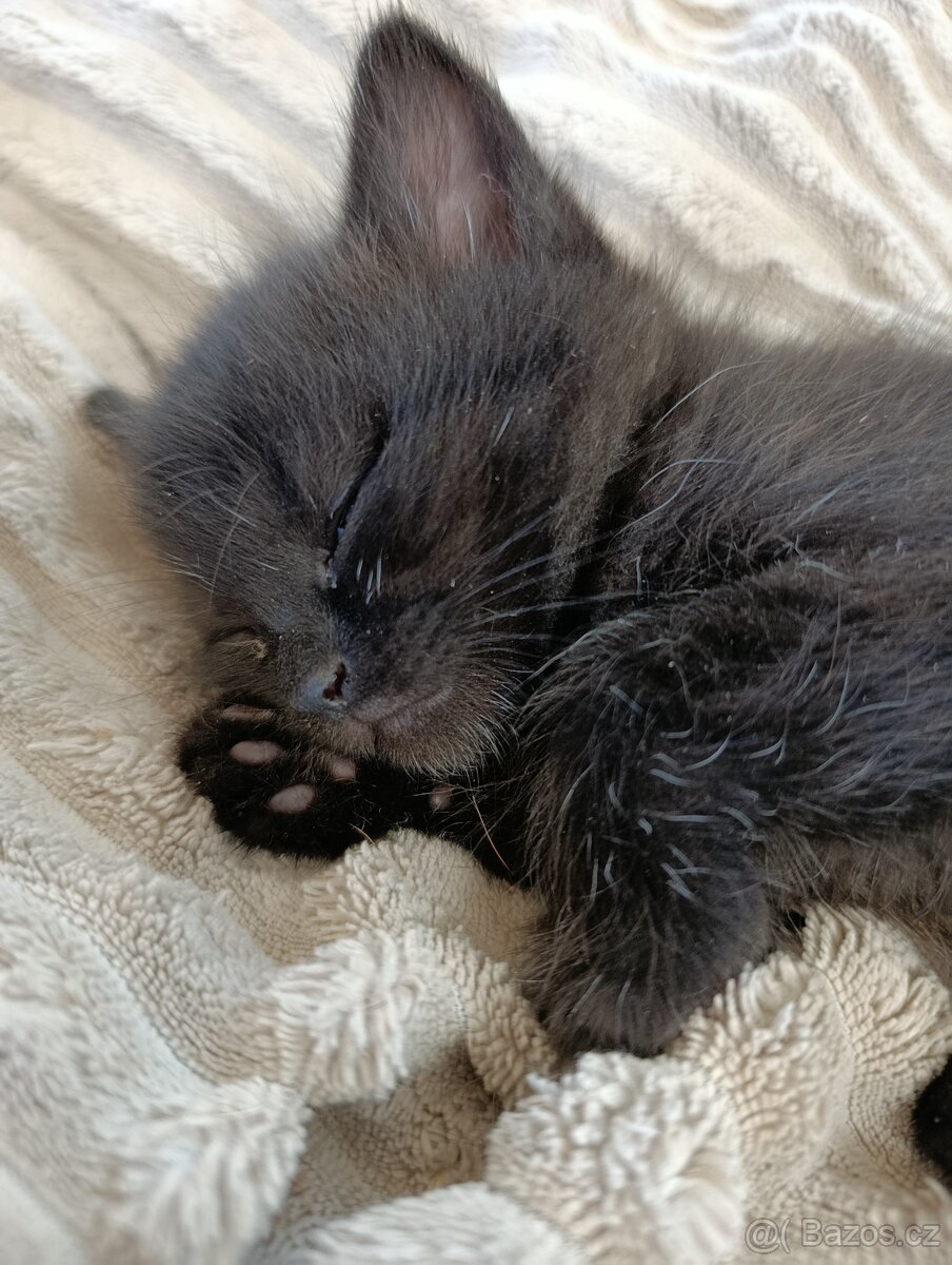 Britské koťátko - 5