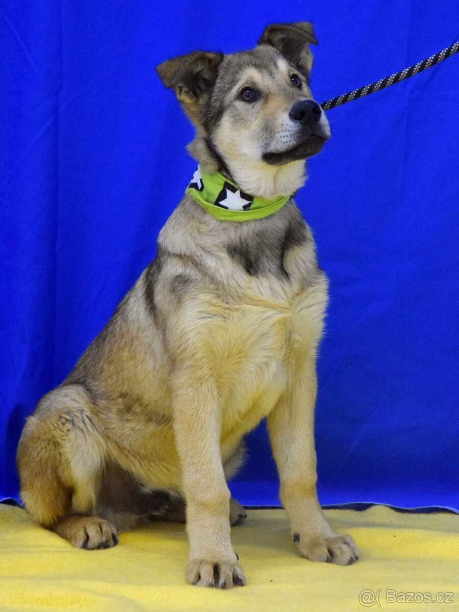 Felipe hledá domov - 5