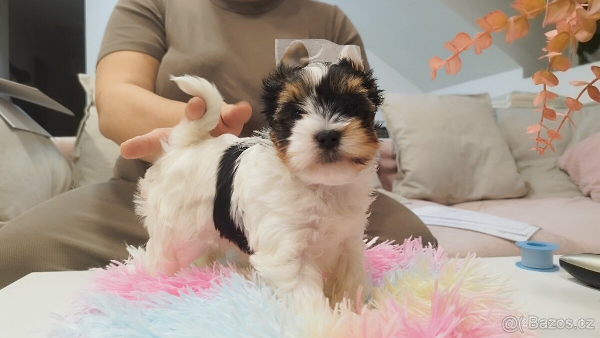 Biewer jorkšírský teriér s PP - fenka - 5