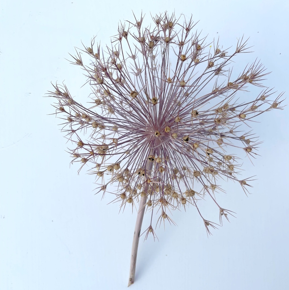 Sušené květiny - 5