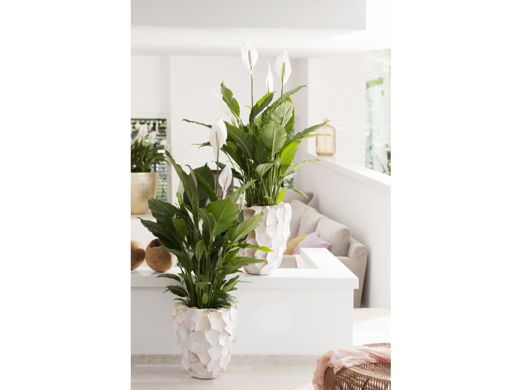 Exotické pokojovky - 5