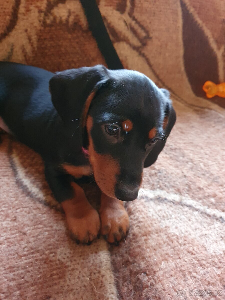Štěňátko jezevčíka - 5
