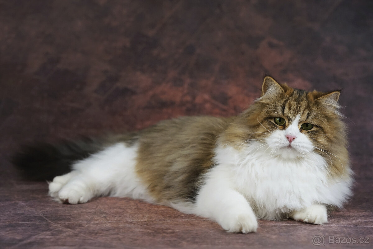 Sibiřská kočka - kočička s PP Ruffian - 5