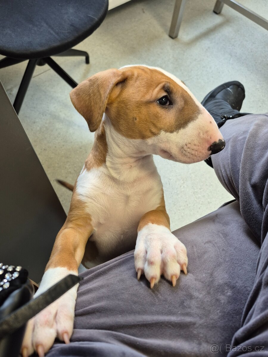 Anglicky bulterier, standard, pes z PP - 5