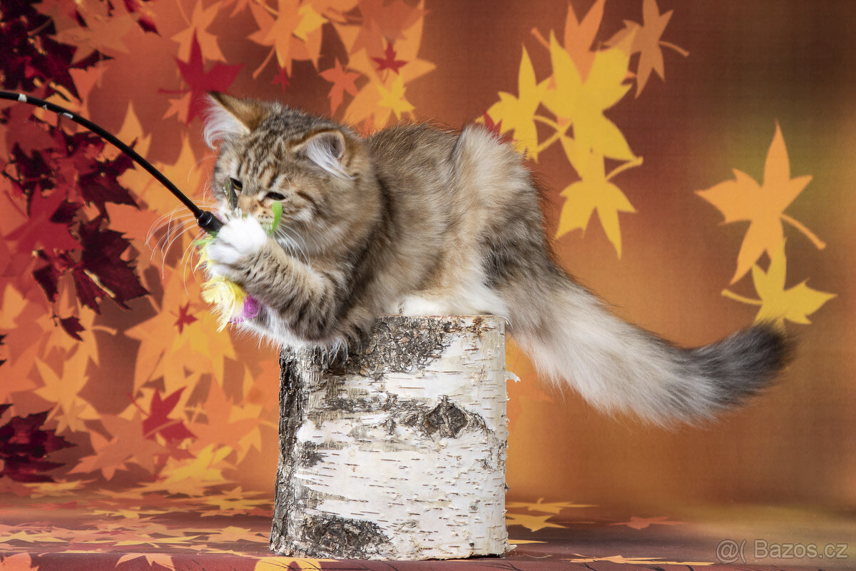 Sibiřská kočka - kočička s PP - 5