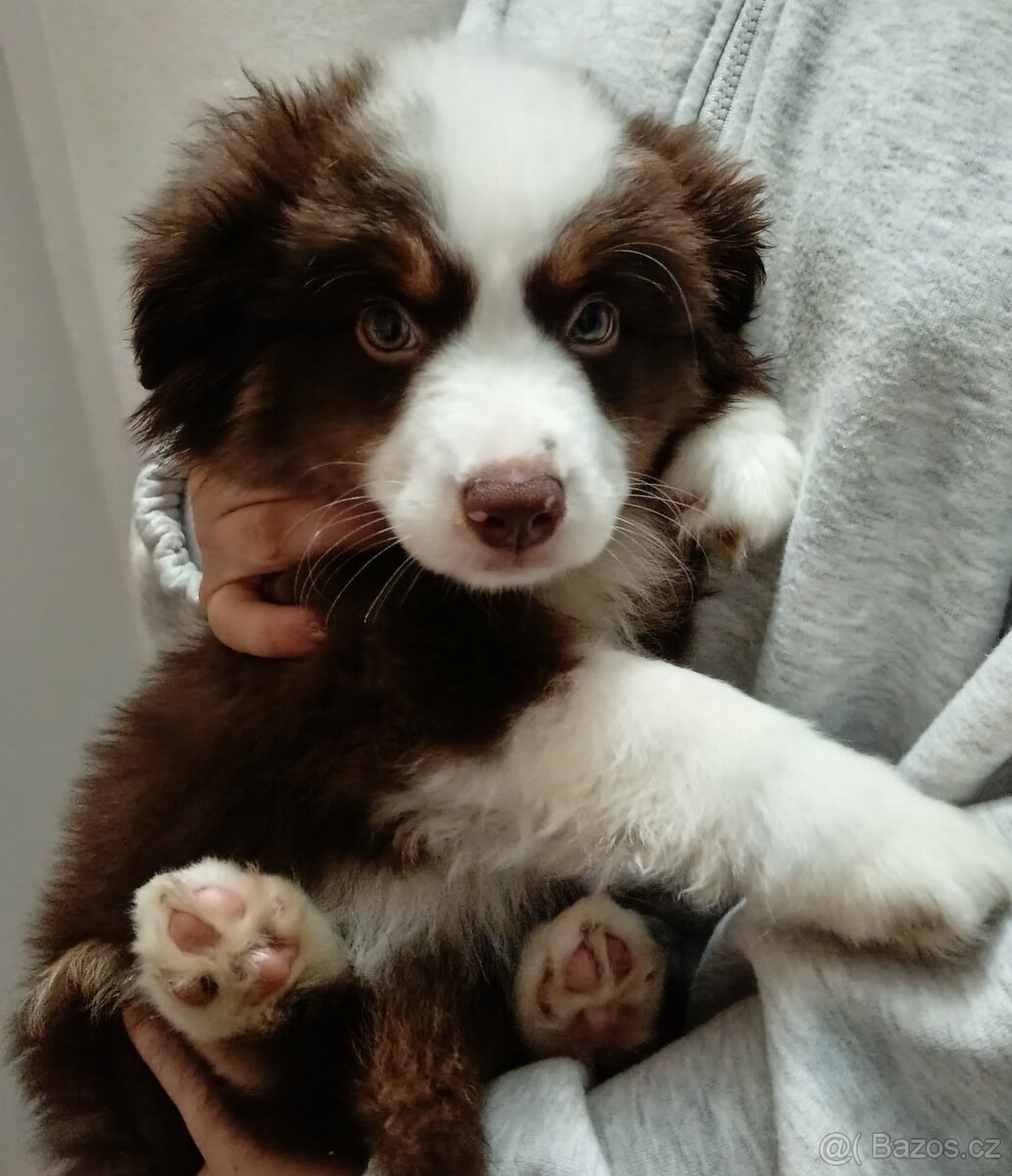 Štěňata Miniaturní Americký ovčák s PP(FCI) - 5