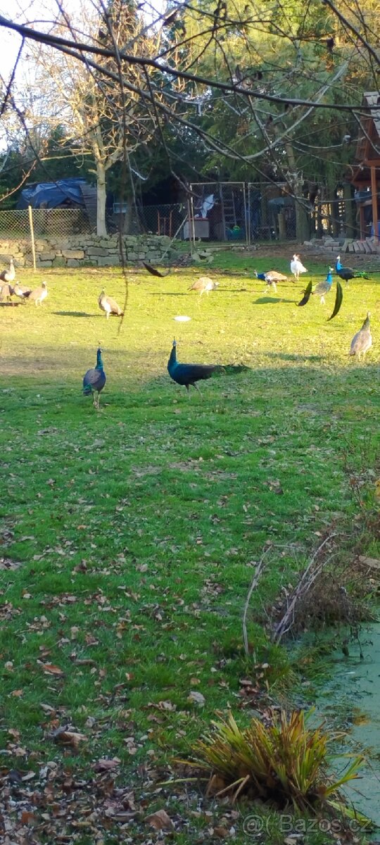 Pávy a pávice pávů modrých, bílích a černokřídlý - 5