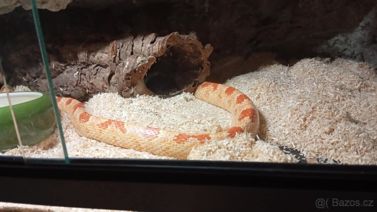 Užovka červená- Albino, Snow - 5