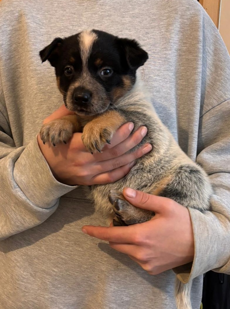 Australský honácký pes - 5