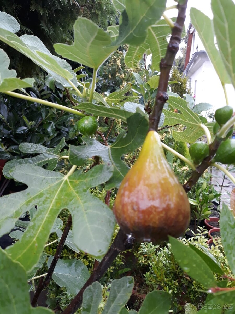 Fíkovník, Ficus Carica, Smokvoň, Brown Turkey, keře, stromky - 5