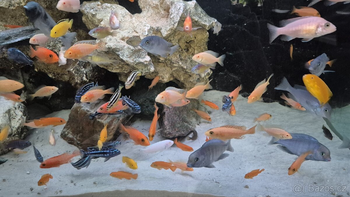 Krmení pro ryby Tlamovci Malawi - 5