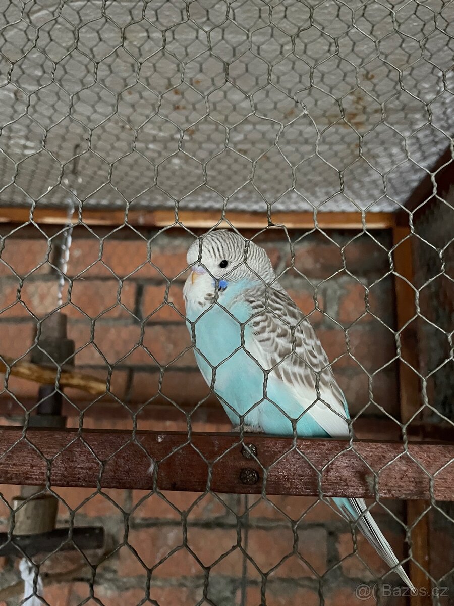 🦜Mladé andulky🦜 - 5