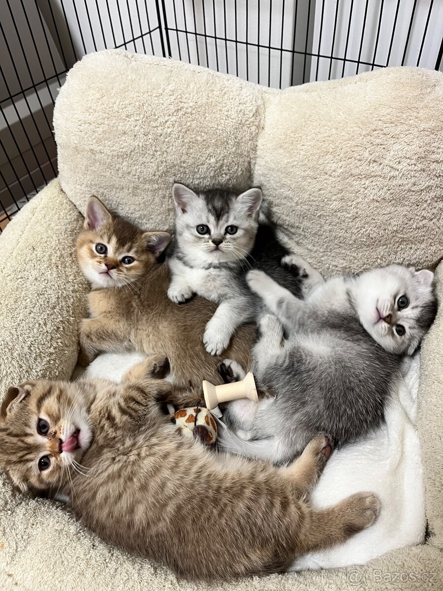 Krásný skotský klapouchý kocourek – 2 měsíce – Praha - 5