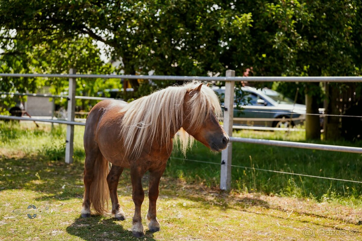 Shetland hřebec - 5