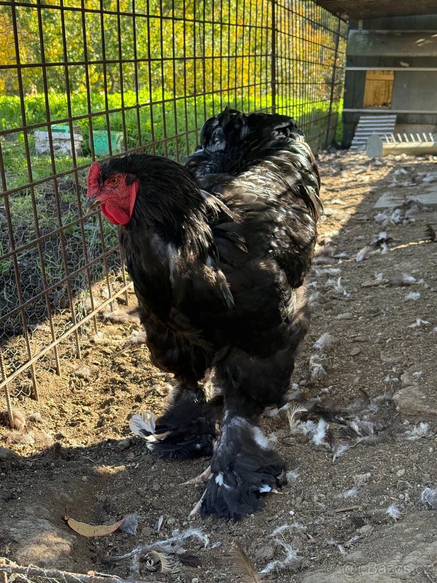 Brahmánka velká – kohouti - 5