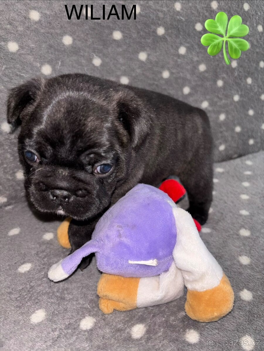 Francouzský buldoček s PP - 5