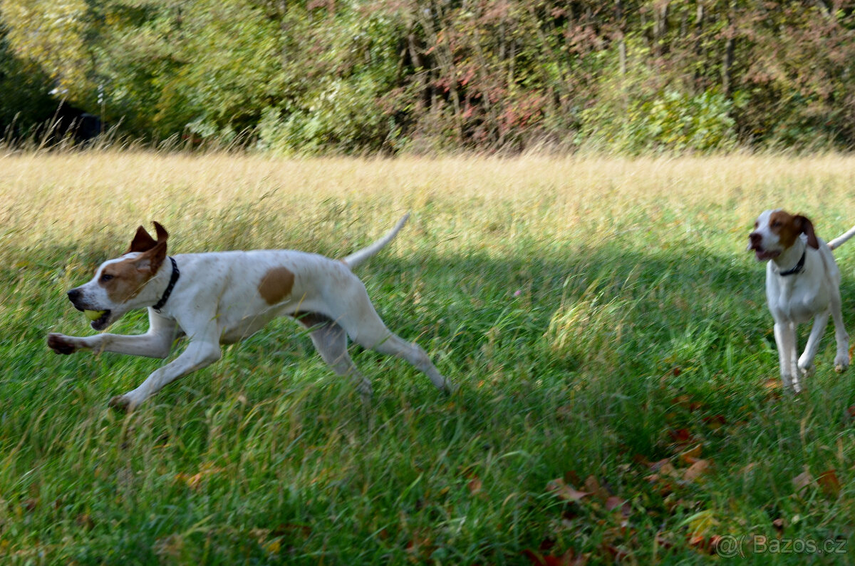 Pejsek a fenka_pointer_štěňátka_CHS z Mešinské hájovny - 5