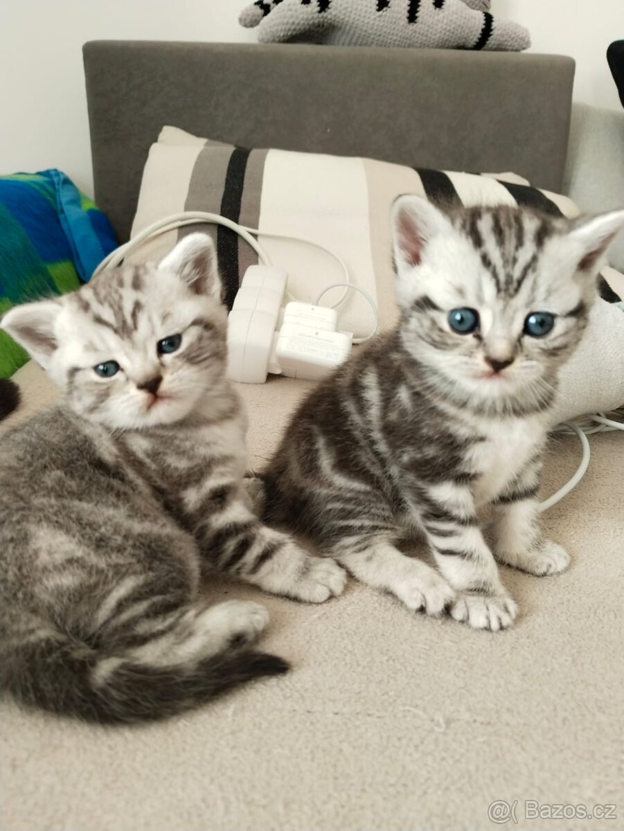 Nabizim britskeho whiskas kocourka bez PP - 5