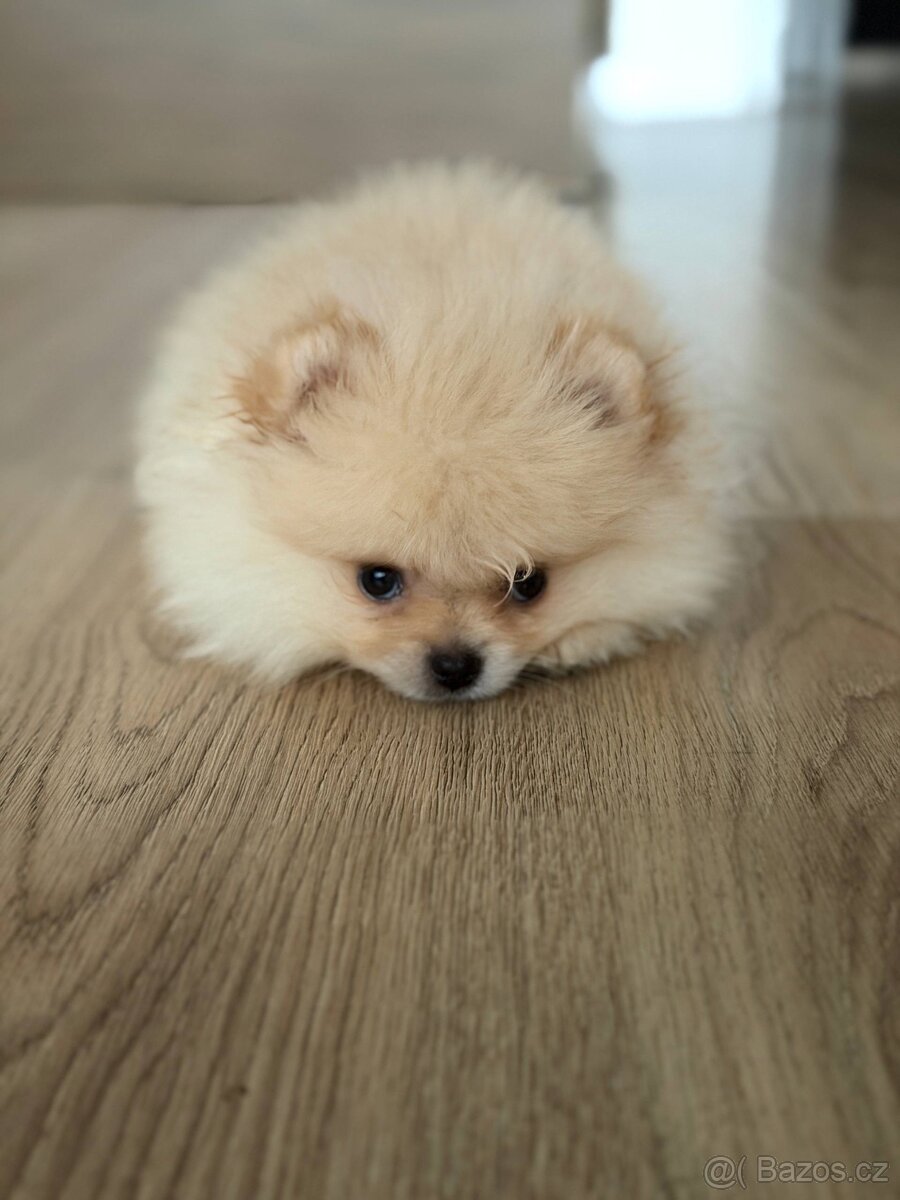 Pomeranian mini pejsek - 5