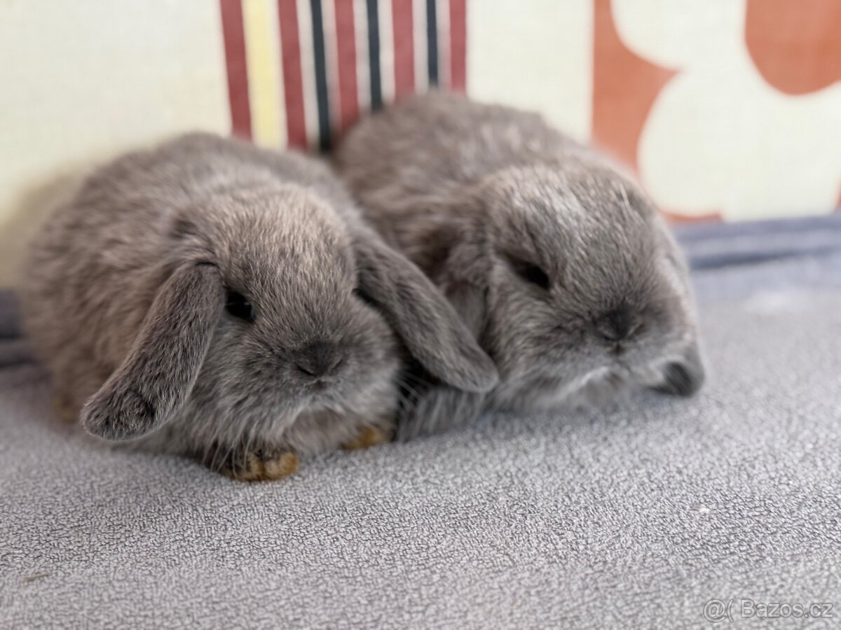 Zakrslý beránek s PP - 5