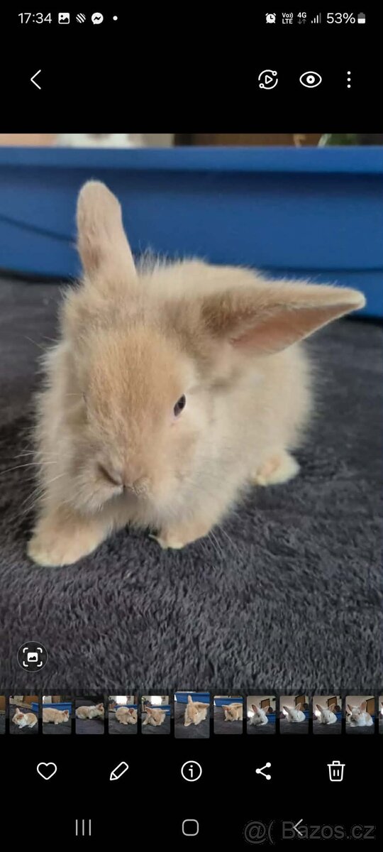 Zakrslí králíčci - 5