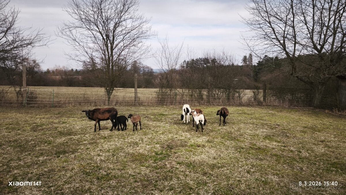 Prodám ovce kamerunské - 5