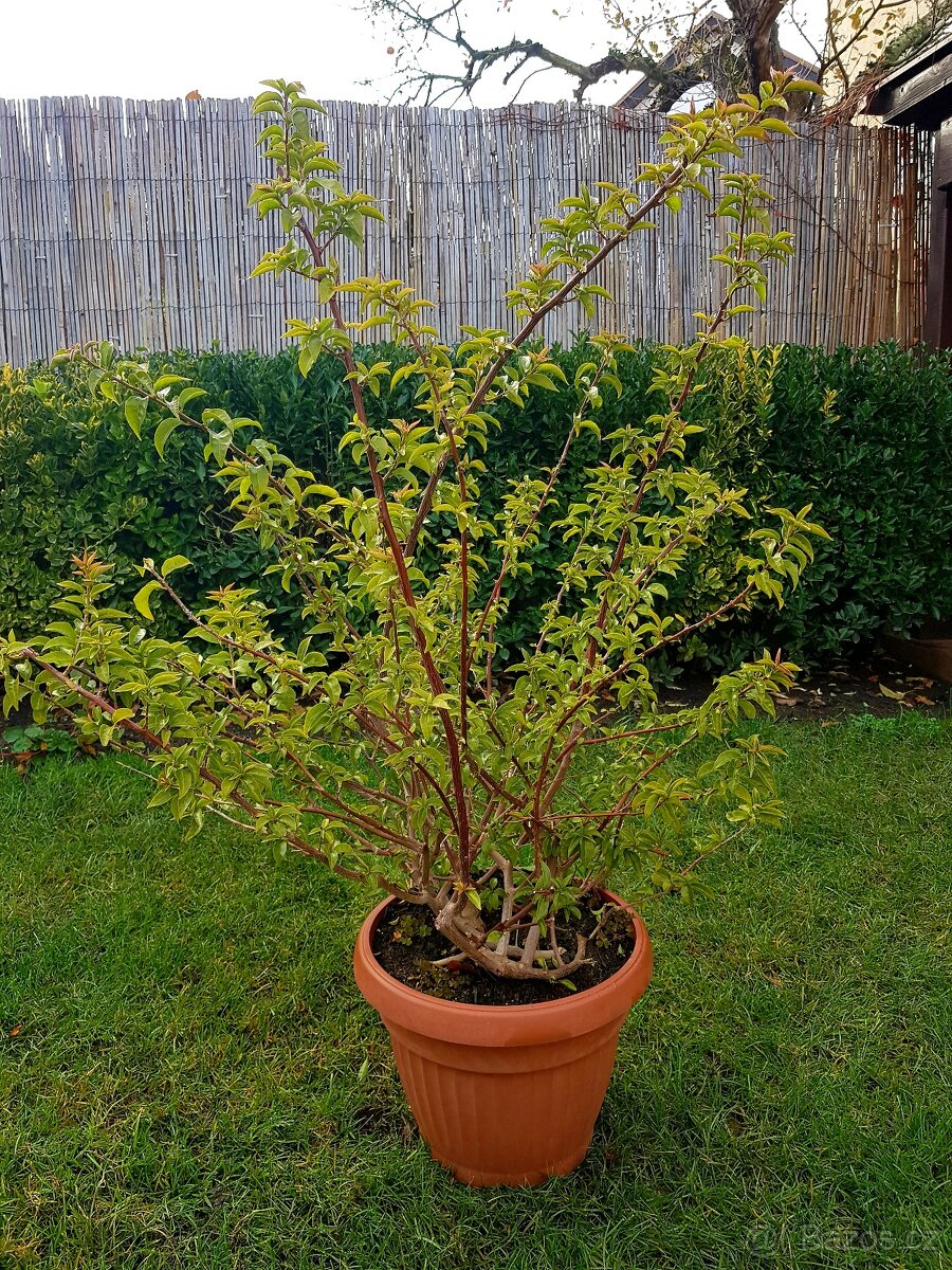Bougainvillea, Bouga, středomořské rostliny, keře - 5
