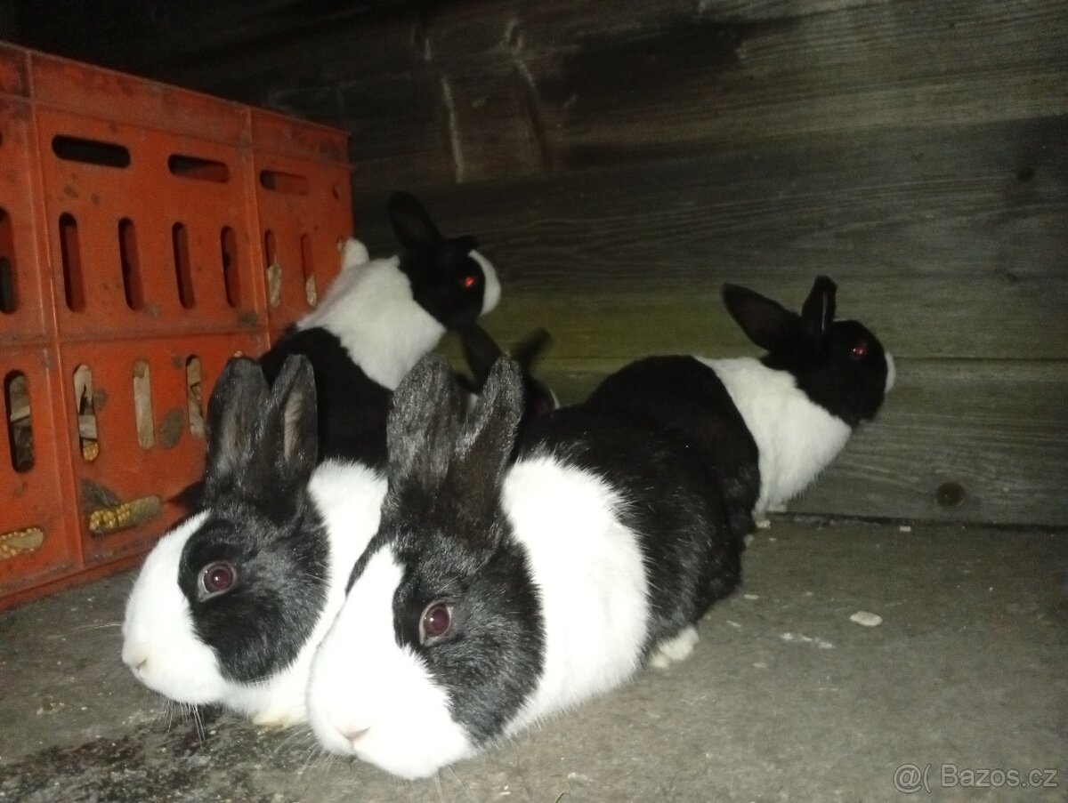 Holandský králík - 5