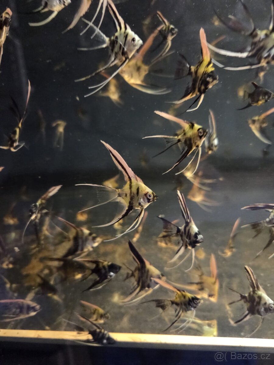 Skalár - platinum marble long fin - 5