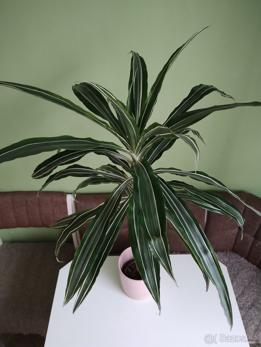 Dračinec - dracaena - 5