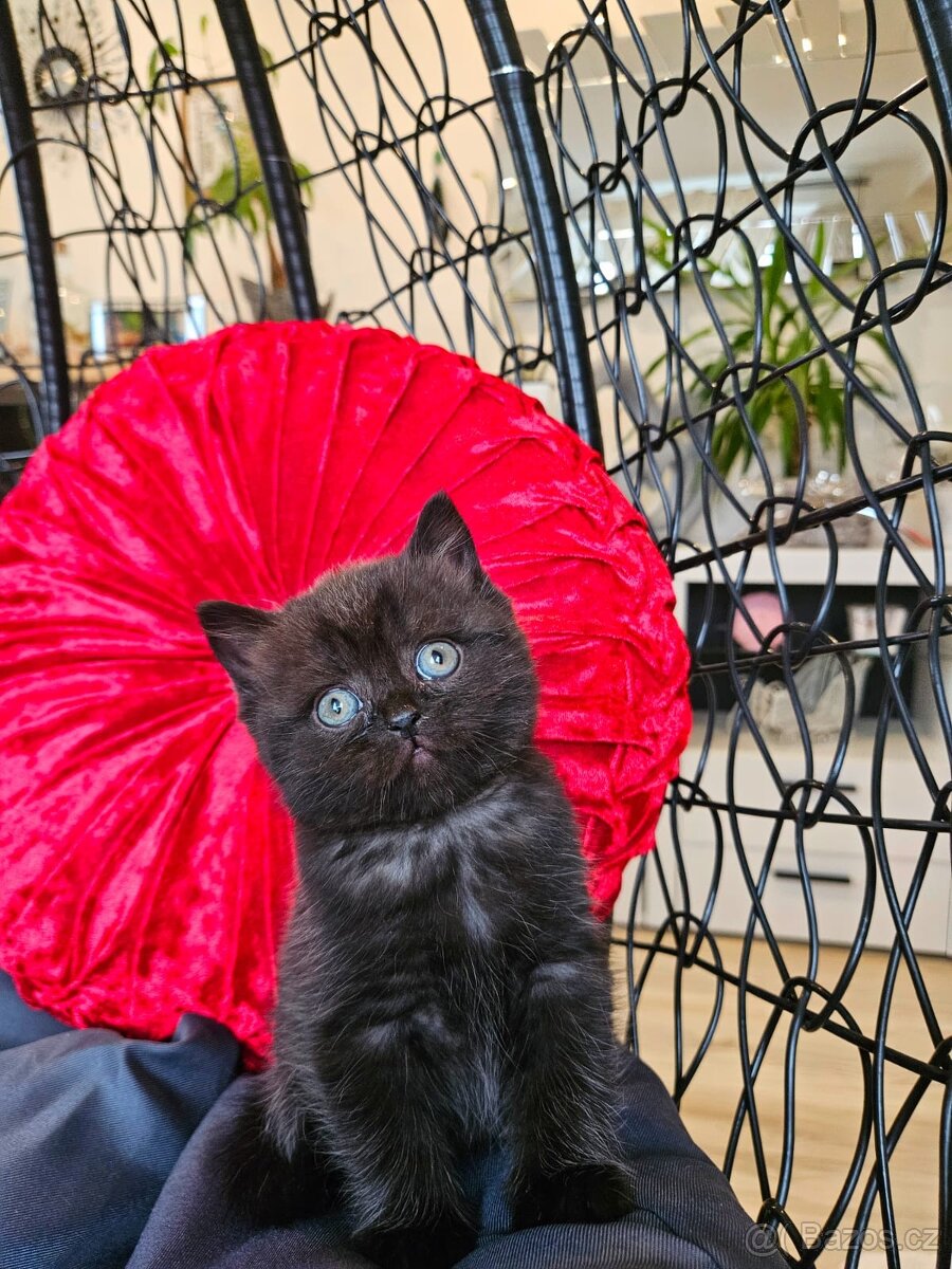 Britská koťátka - 5