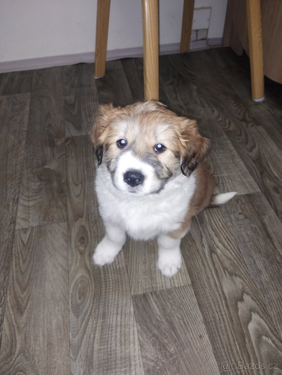 Prodám štěňátko středního vzrůstu - 5