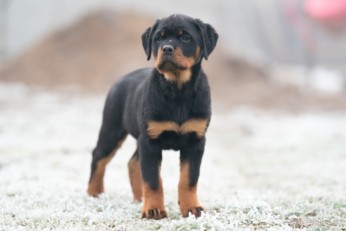 Štěňata rotvajler s PP - Rottweiler - štěně RTW - 5