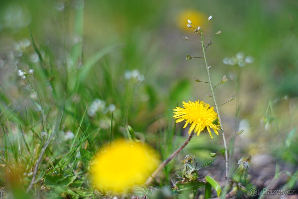 Primoplan 75/1.9 - 5