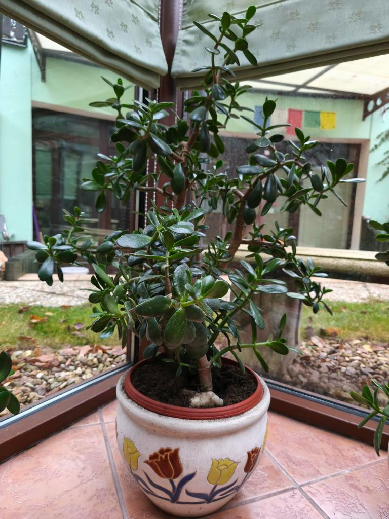 Prodám pokojové rostliny TLUSTICE - 5