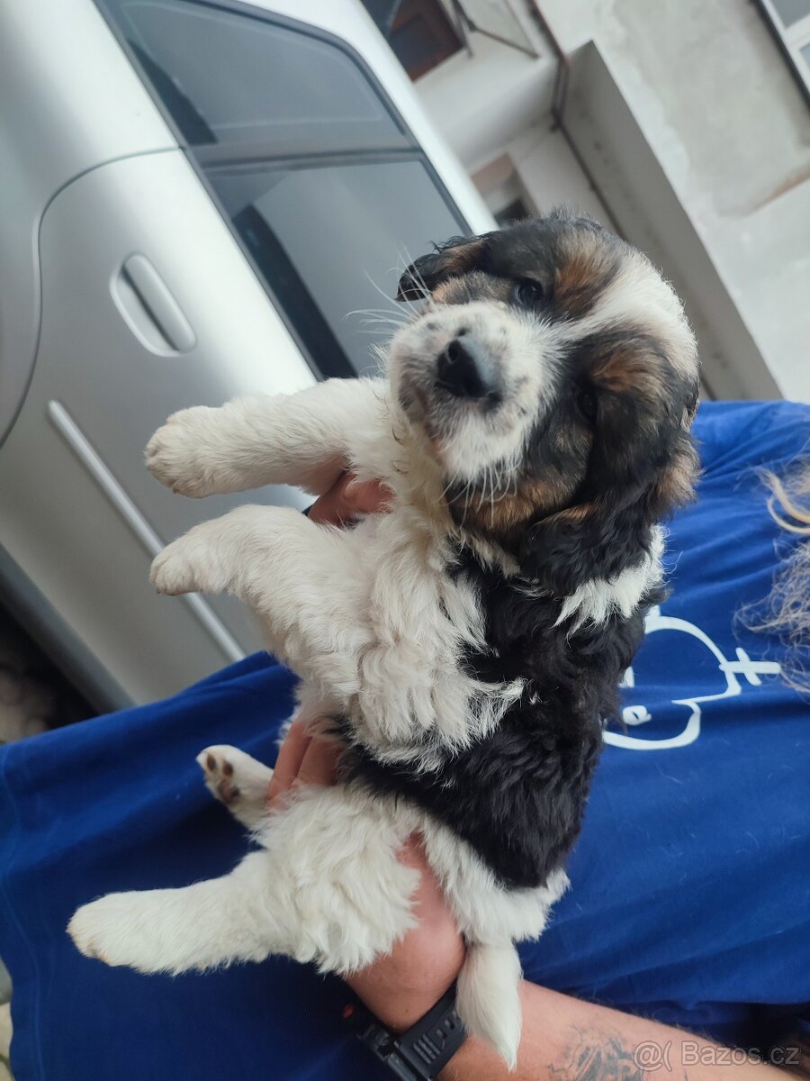 Daruji štěňata křížence - 5