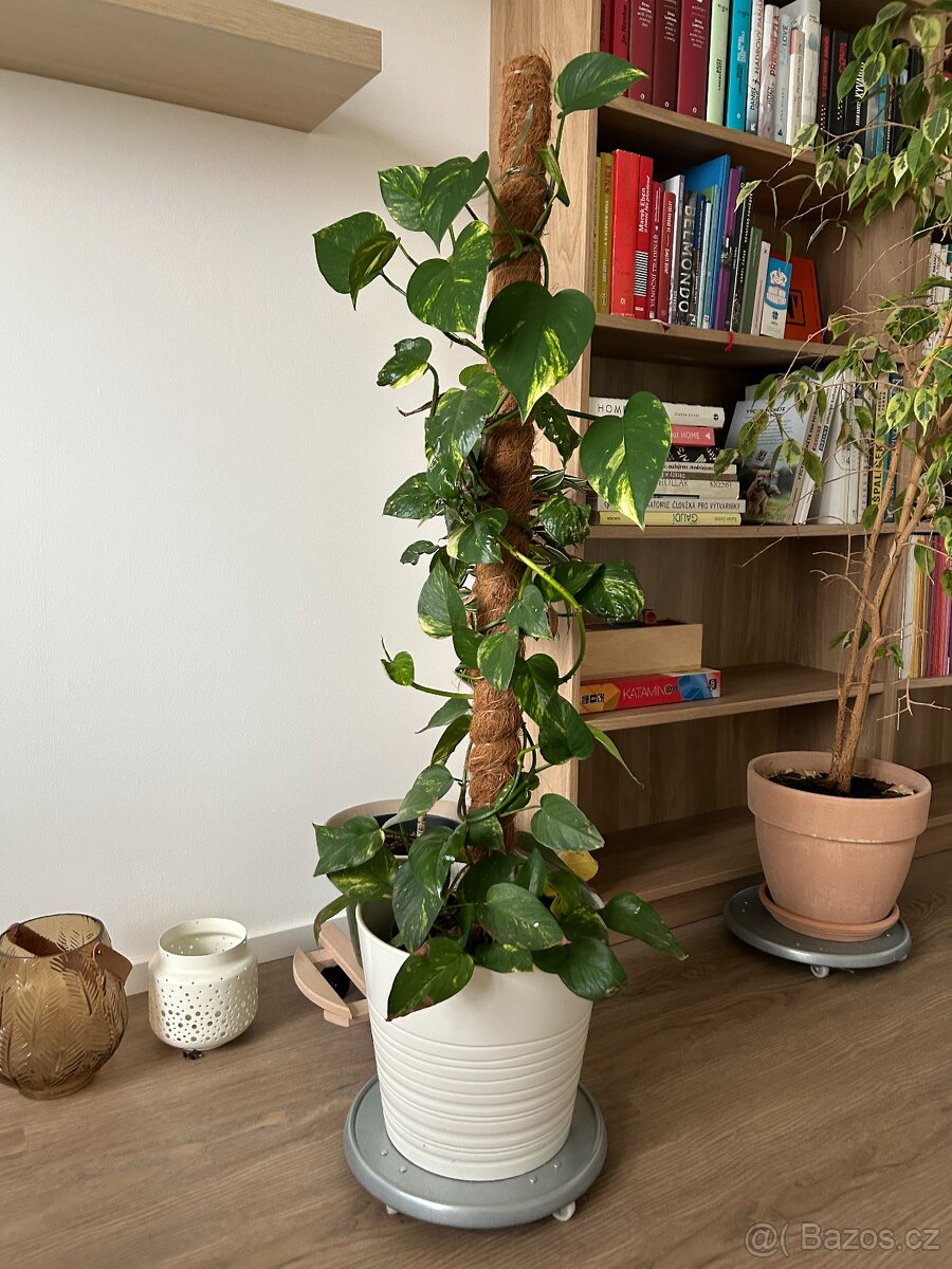 Pokojové rostliny - 5