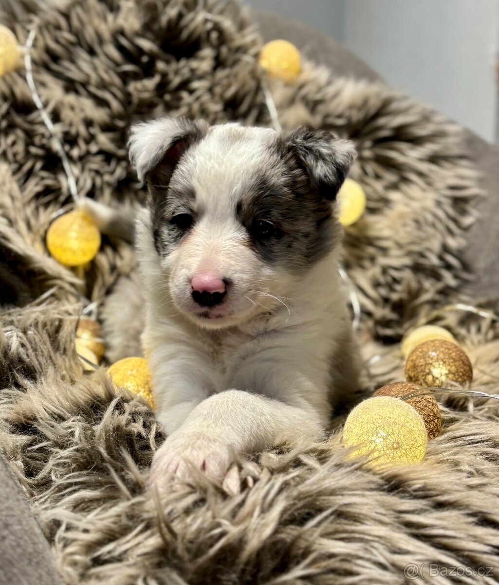 Border Kolie s PP - 5