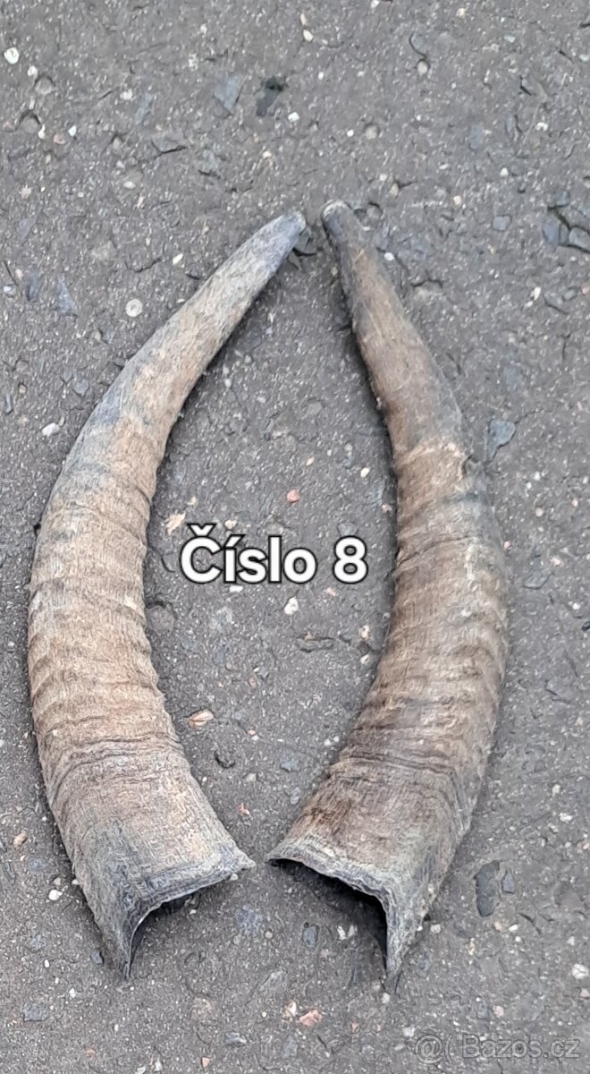 Trofeje, kravské rohy 25-70cm - 5