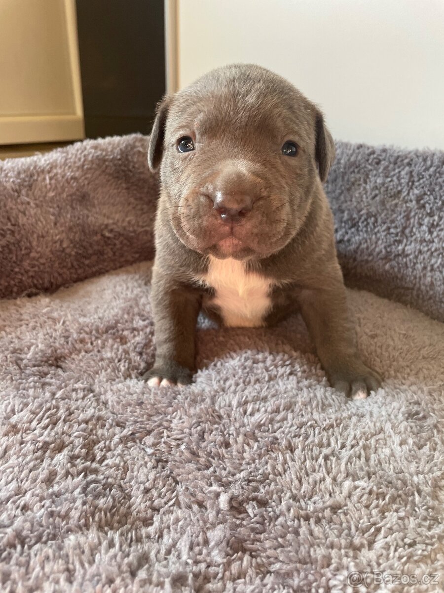 American Bully x Staford - 5