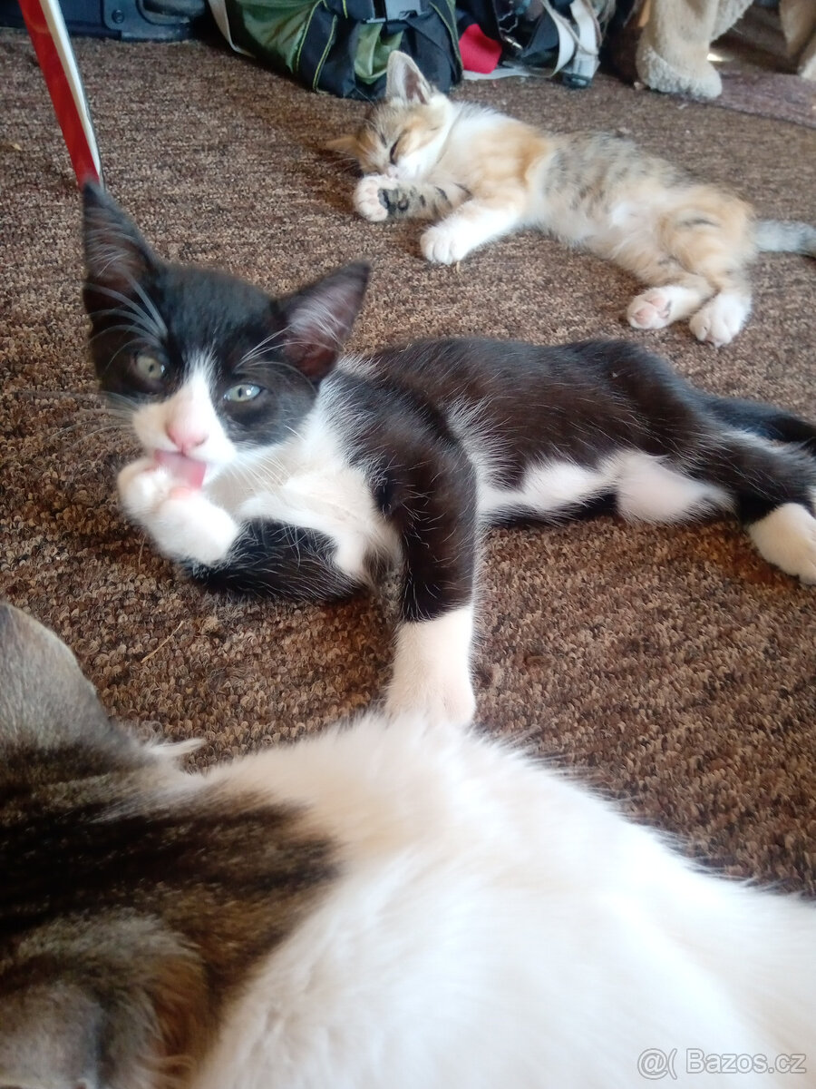daruji dvě koťata - 5