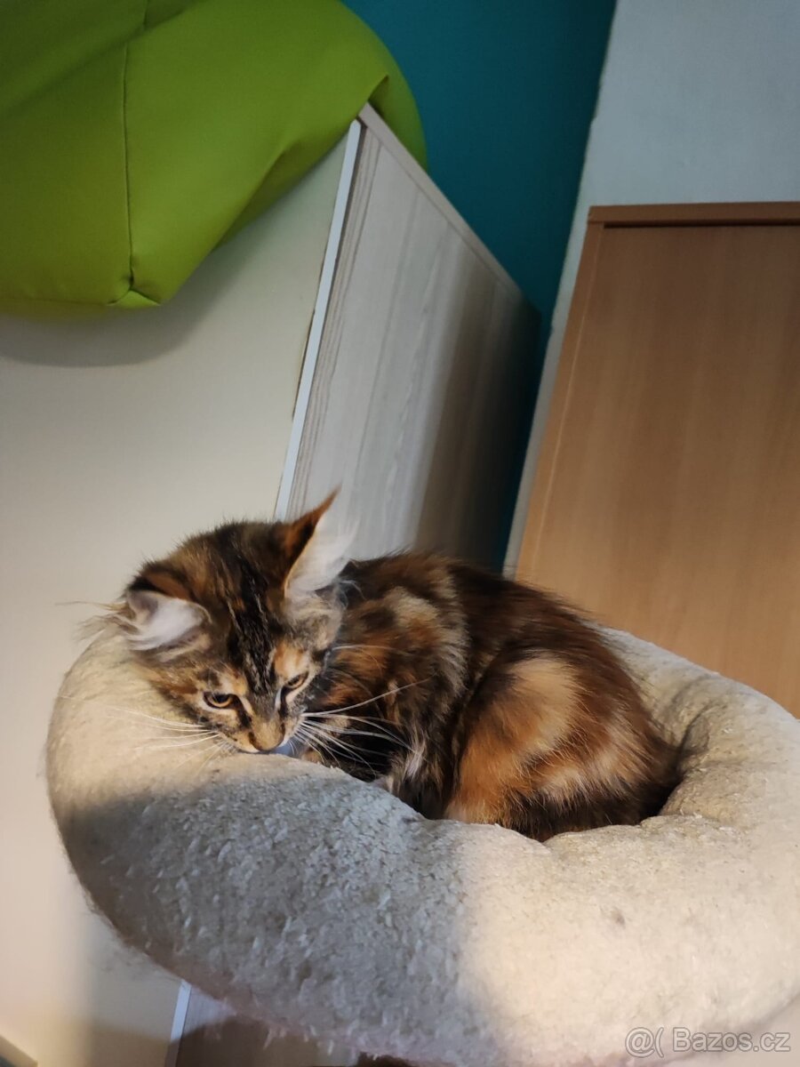 Mainská mývalí - 5