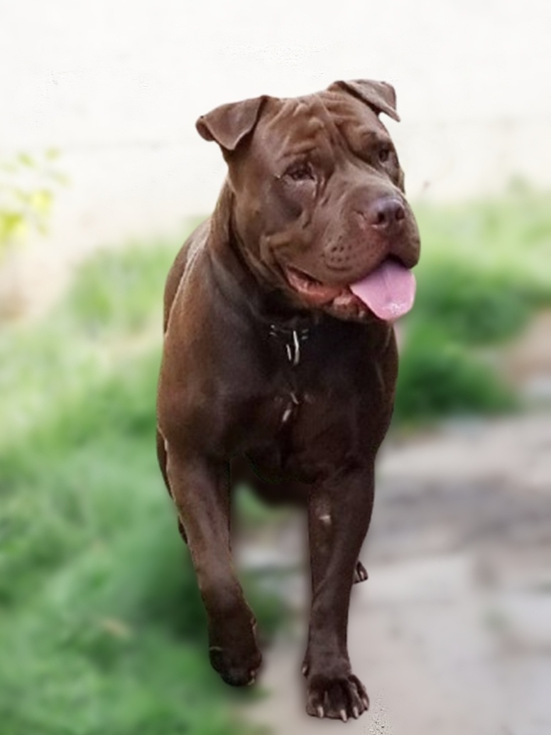 ČOKO K ADOPCI - zlomená něžná dušička - 5