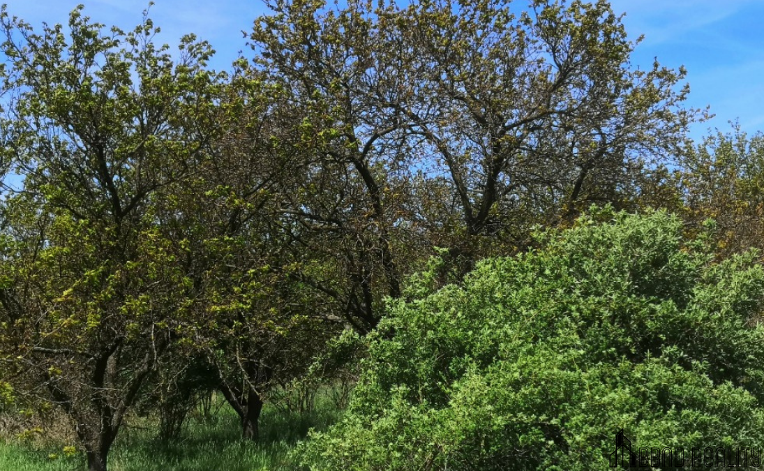 Prodej sadu, 22 292 m2 , Hustopeče u Brna - 5