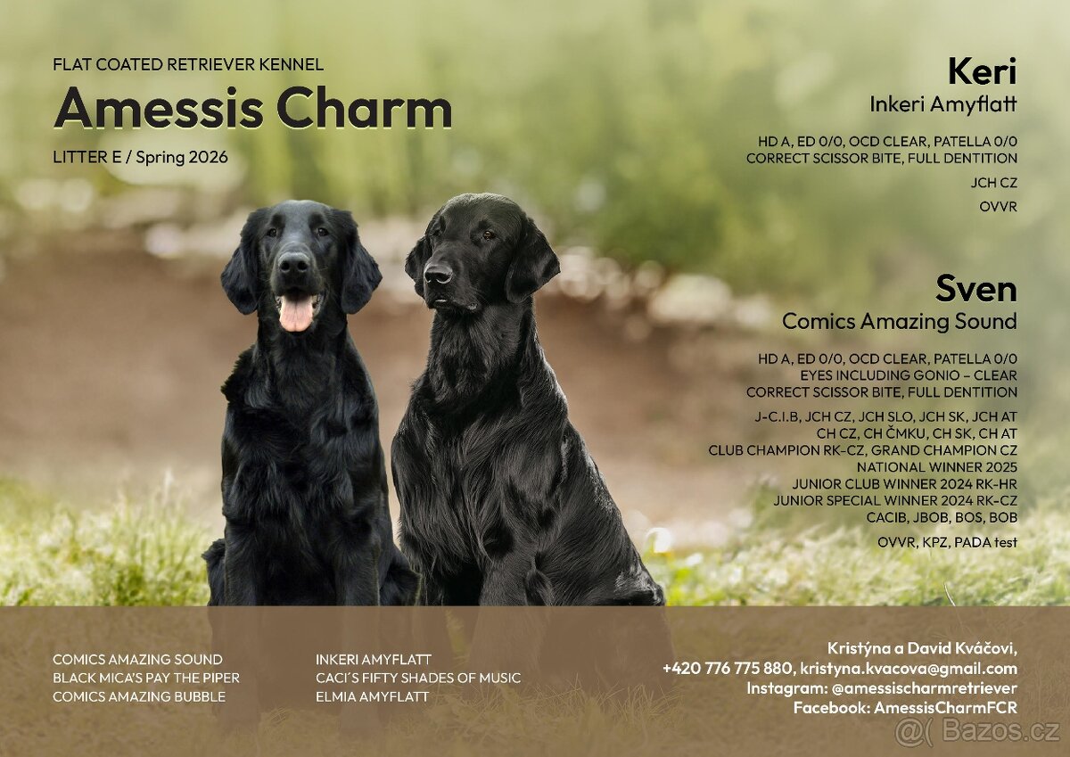 Flat Coated Retriever - černá štěňátka (odběr 6/2026) - 5