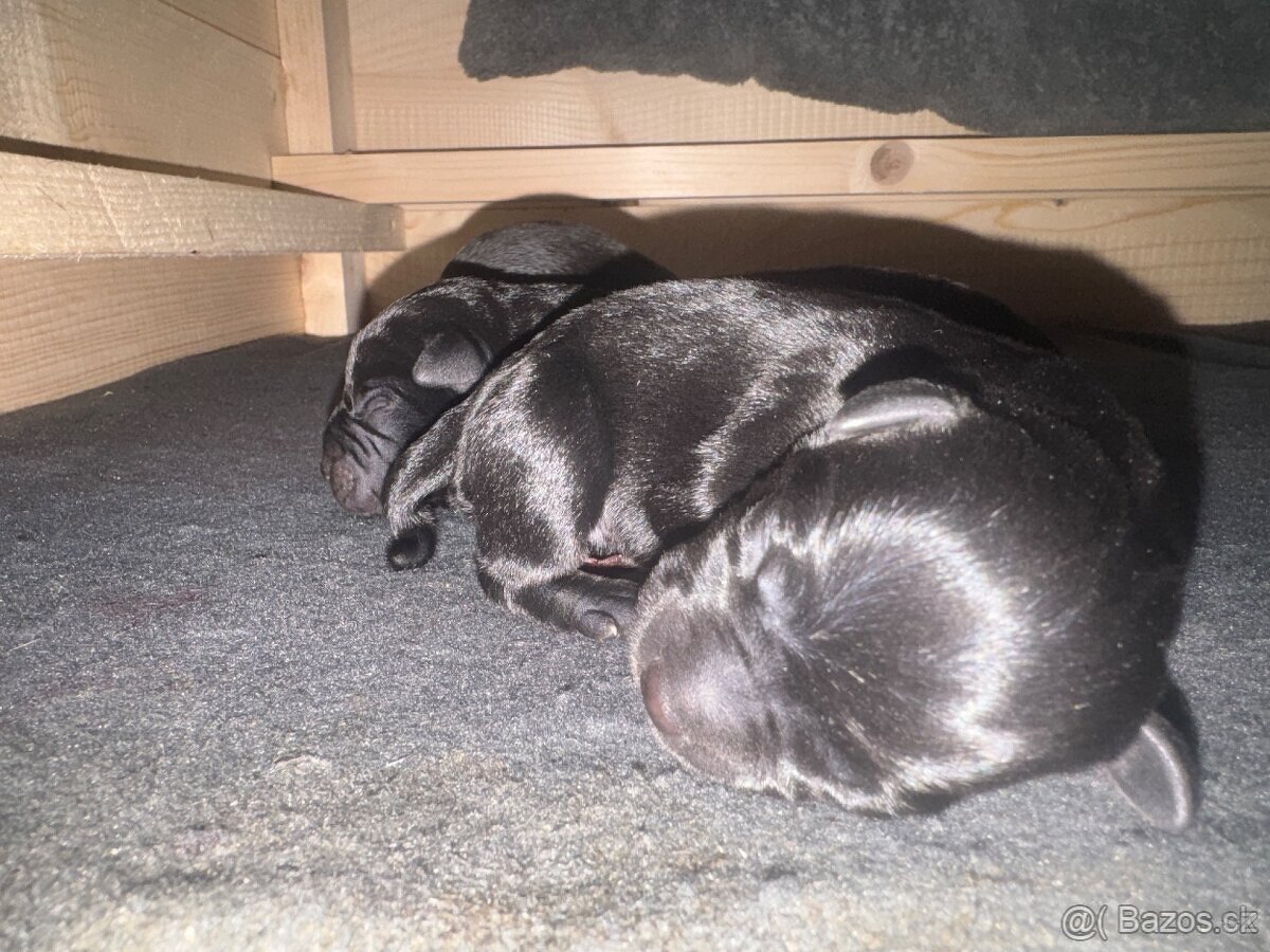 Stafordšírský bulteriér s PP - 5