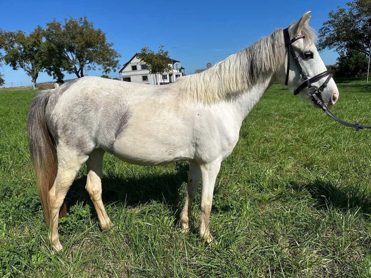 Pony 6 let - 5